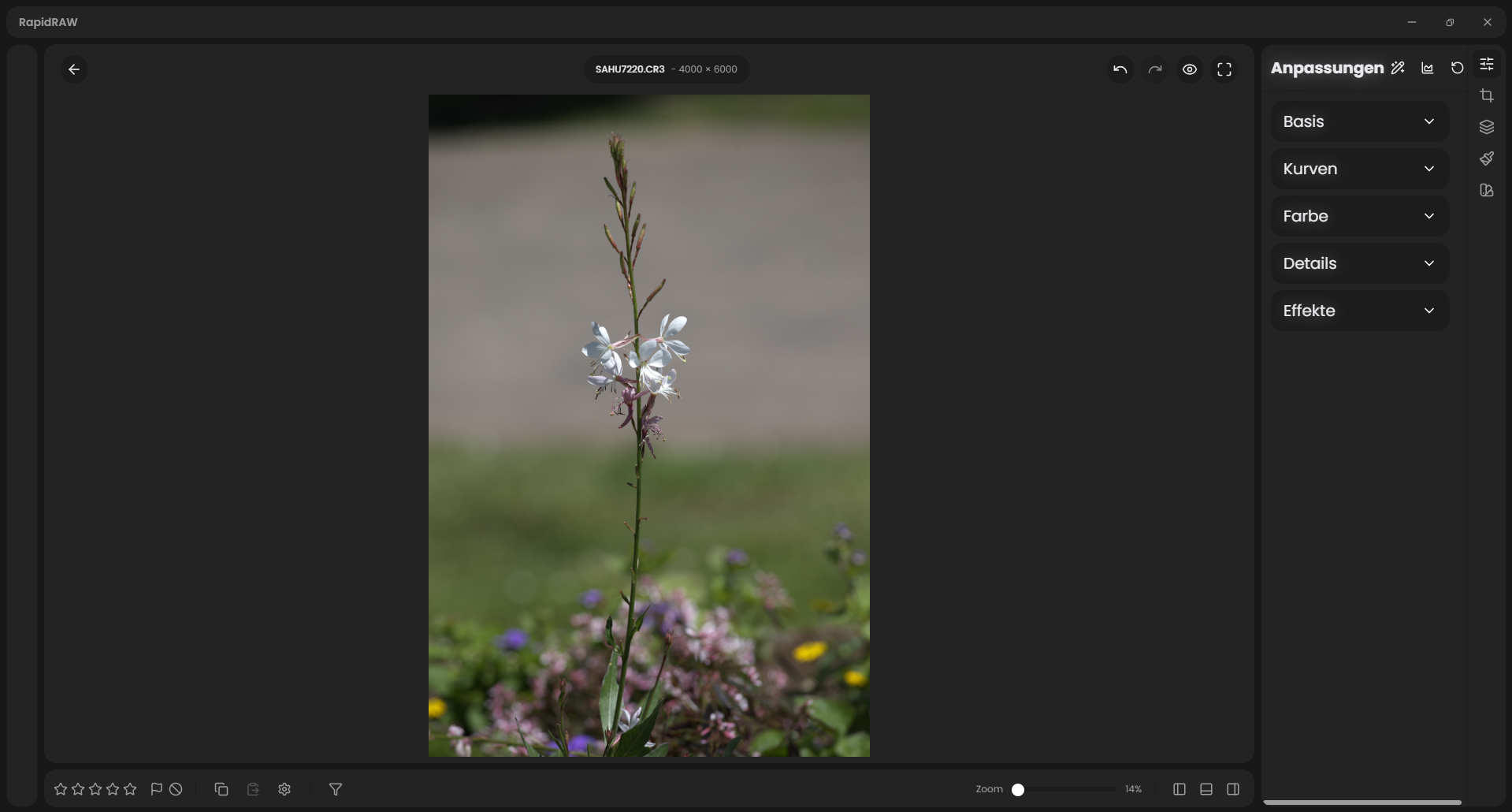 RapidRAW 1.6.5 mit einer Blütenaufnahme im Hochformat und geöffneter Bearbeitungsleiste. Die linke Seitenleiste und der Filmstreifen sind ausgeblendet