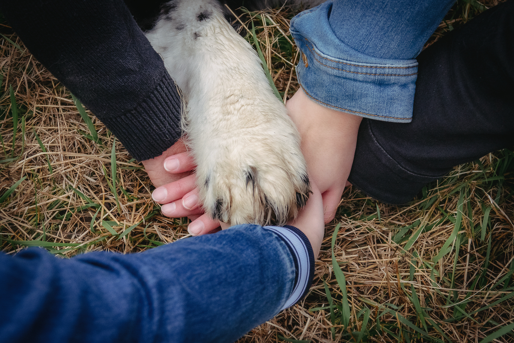 Drei Hände und eine große Hundepfote liegen übereinander auf trockenem Gras – ein ruhiger, symbolischer Moment von Vertrauen und Verbundenheit