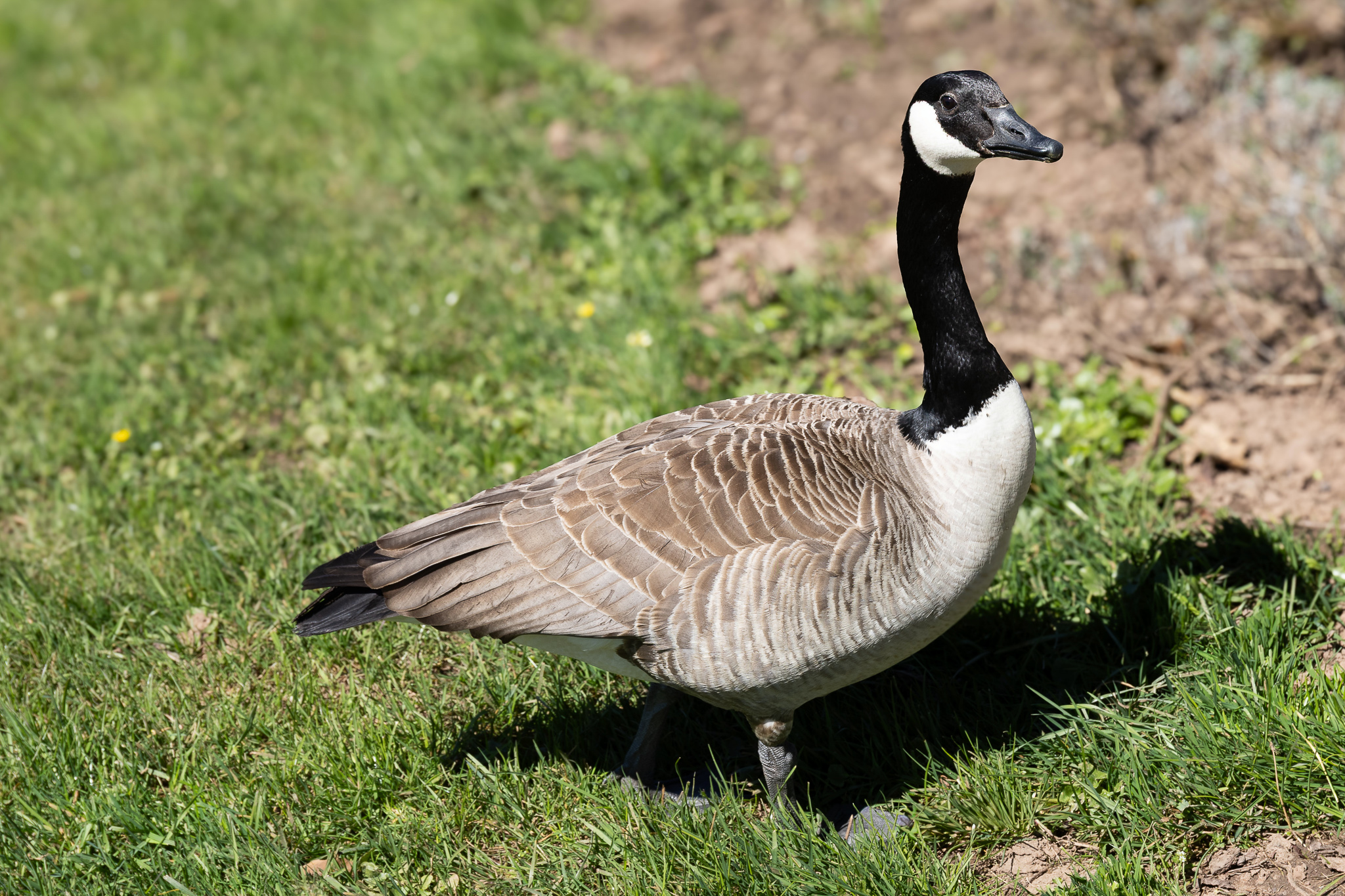 Nilgans am Ufer des Kurparks Weiskirchen, aufgenommen aus kurzer Distanz bei natürlichem Licht
