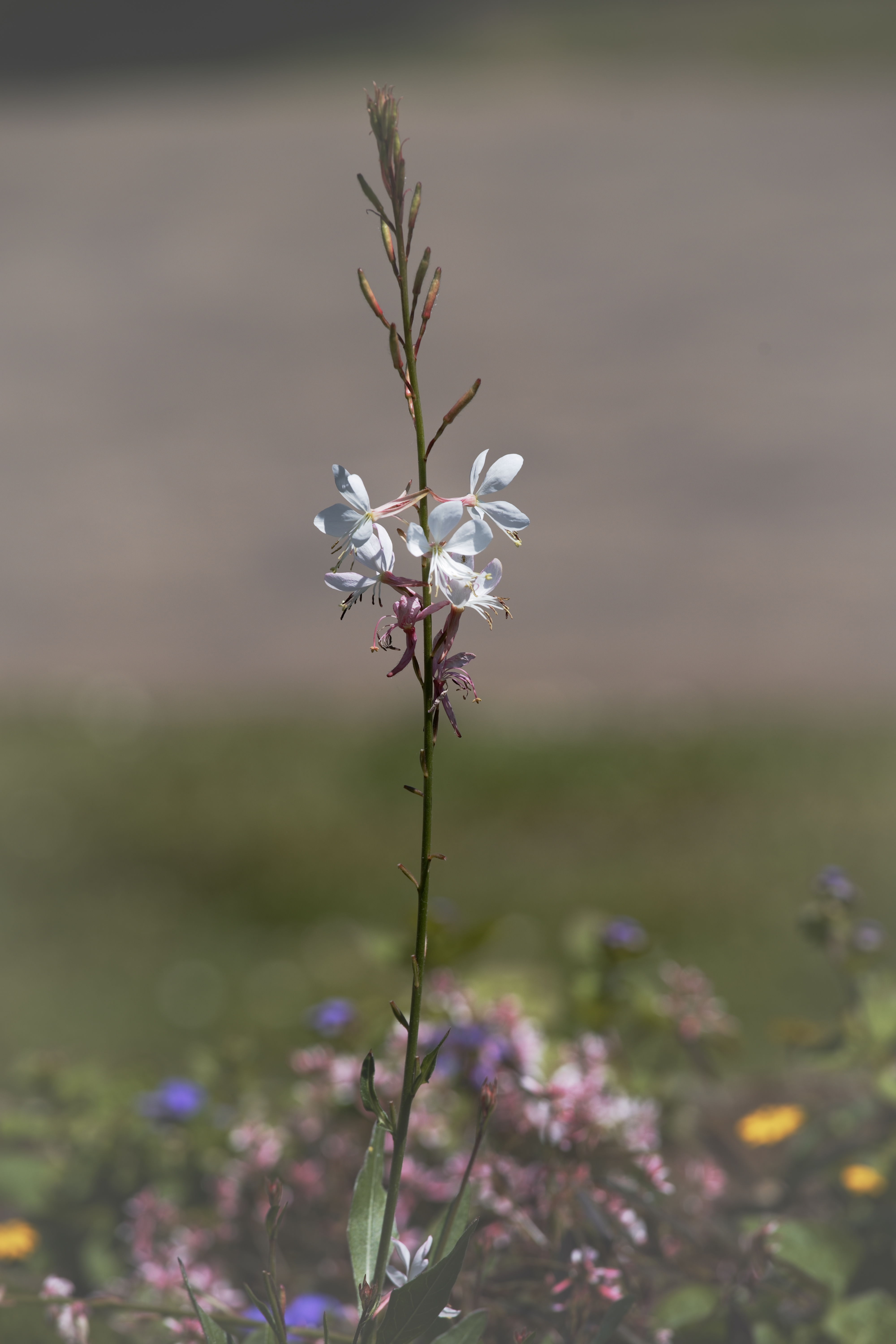 Mit RapidRAW entwickelte Naturaufnahme eines schlanken Blütenstängels mit weißen Blüten vor einem weich verschwommenen Hintergrund in zurückhaltenden Farben