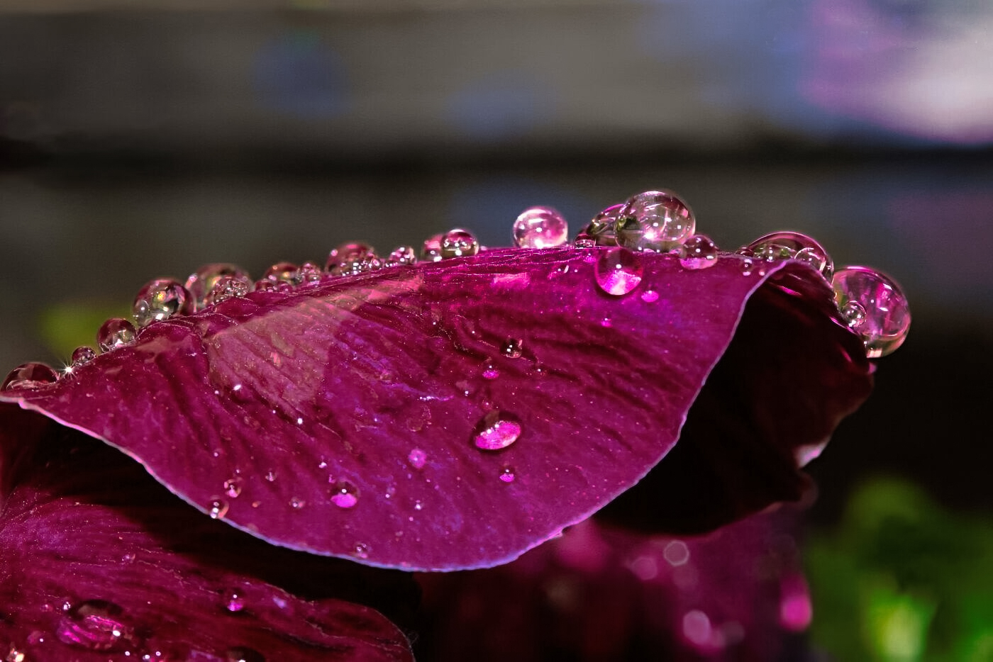 Makroaufnahme von Regentropfen auf einem Blütenblatt – Geduld und Beobachtung in der Naturfotografie