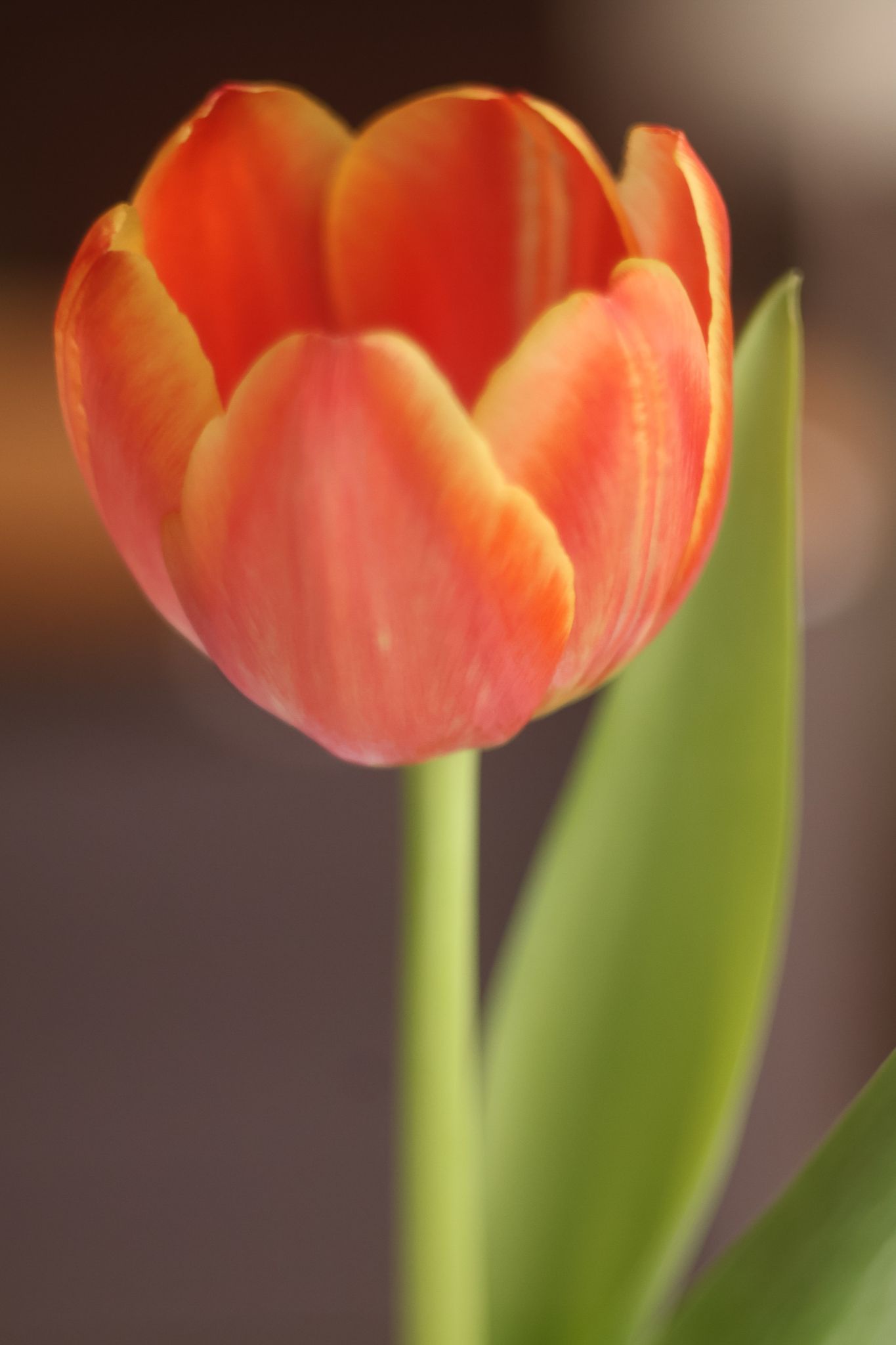 Tulpe fotografiert mit dem Projektor-Objektiv Ennagon 85 mm f/2.8