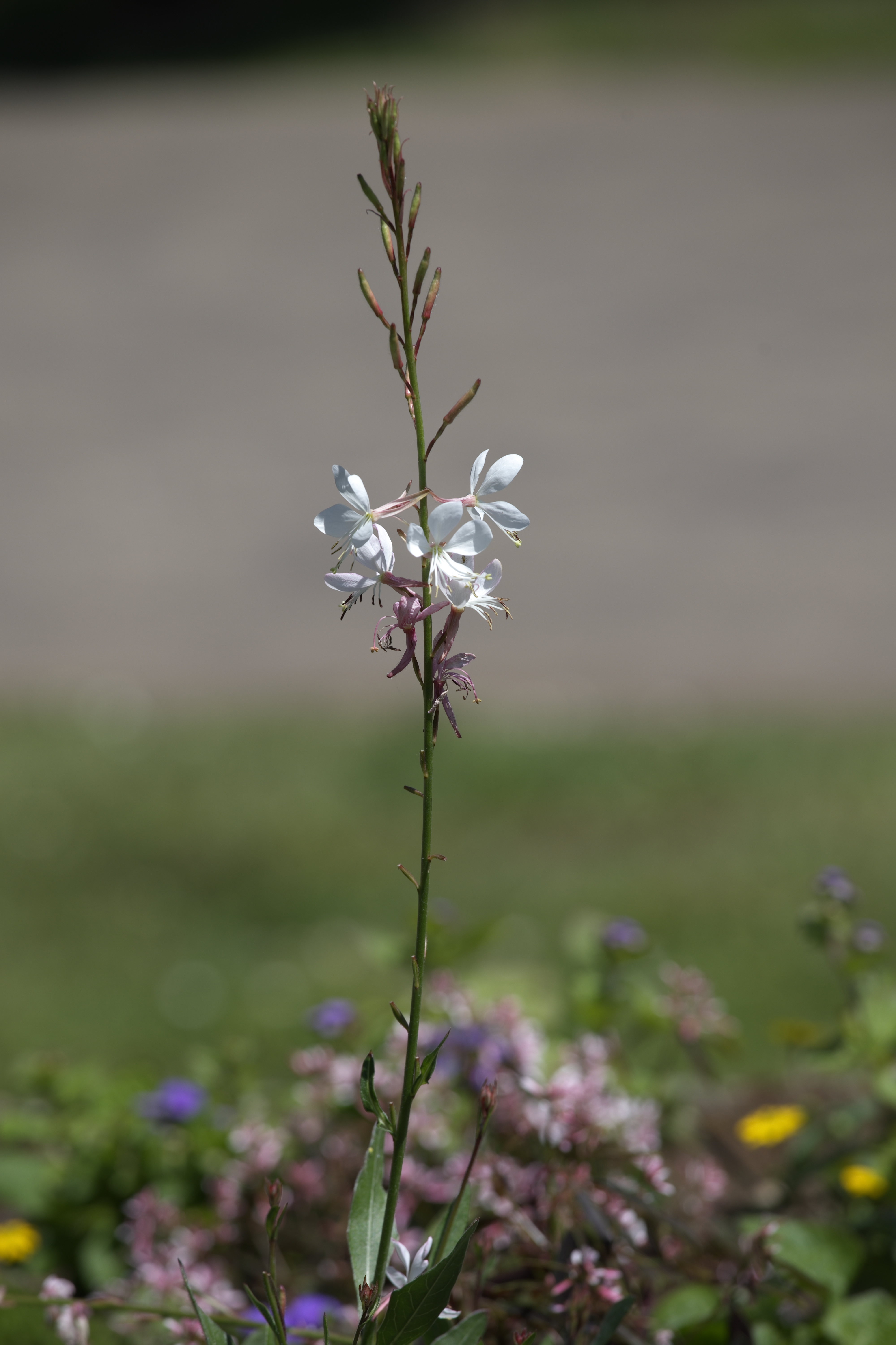 Unbearbeitete RAW-Aufnahme eines schlanken Blütenstängels mit weißen Blüten vor einem unscharfen, natürlichen Hintergrund