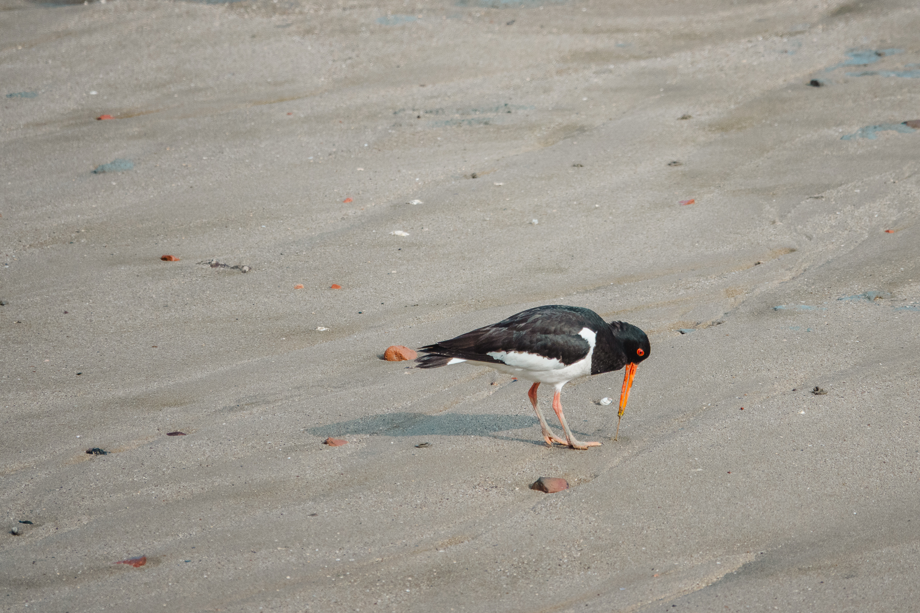 Austernfischer mit Beute