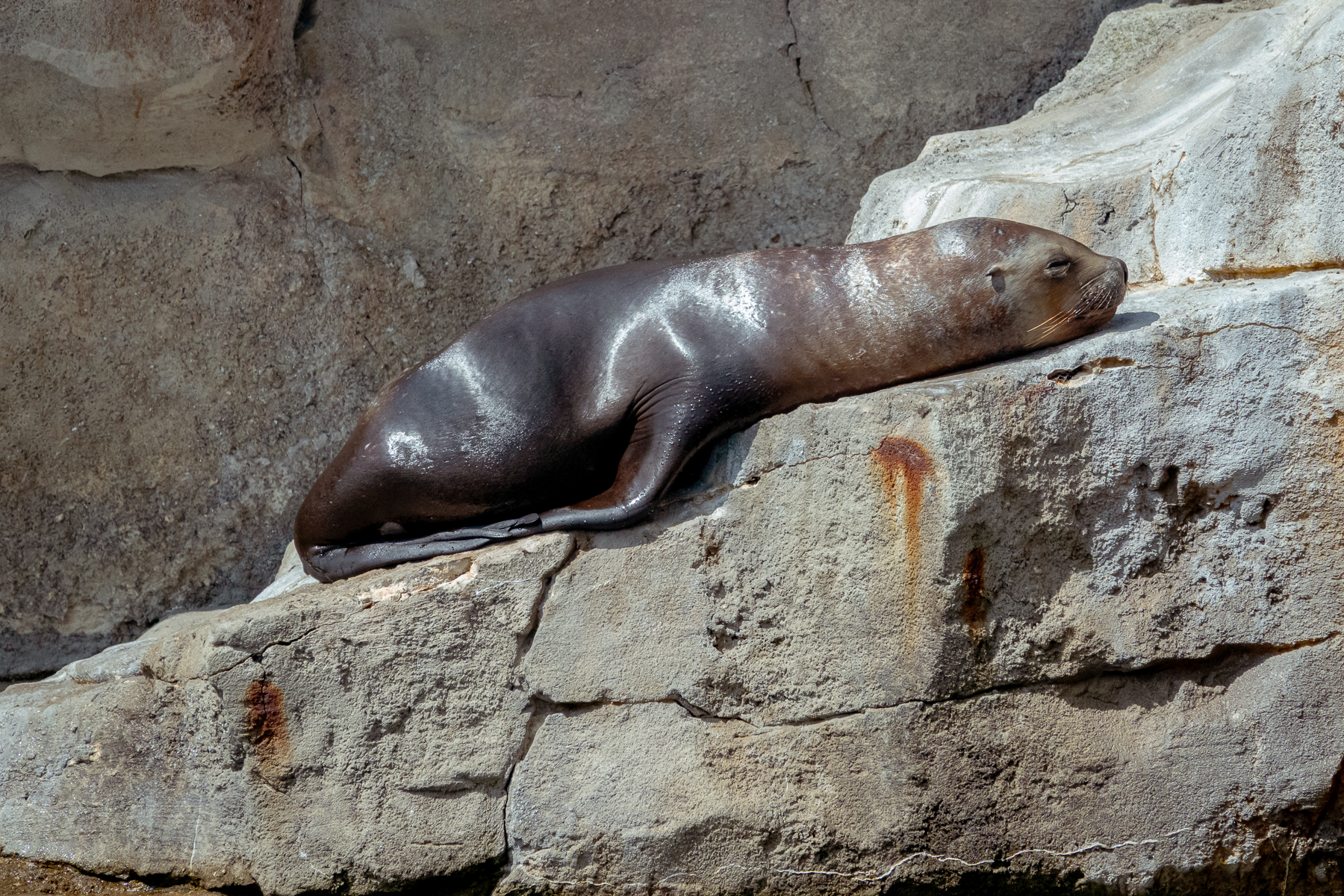 Seehund auf dem Felsen