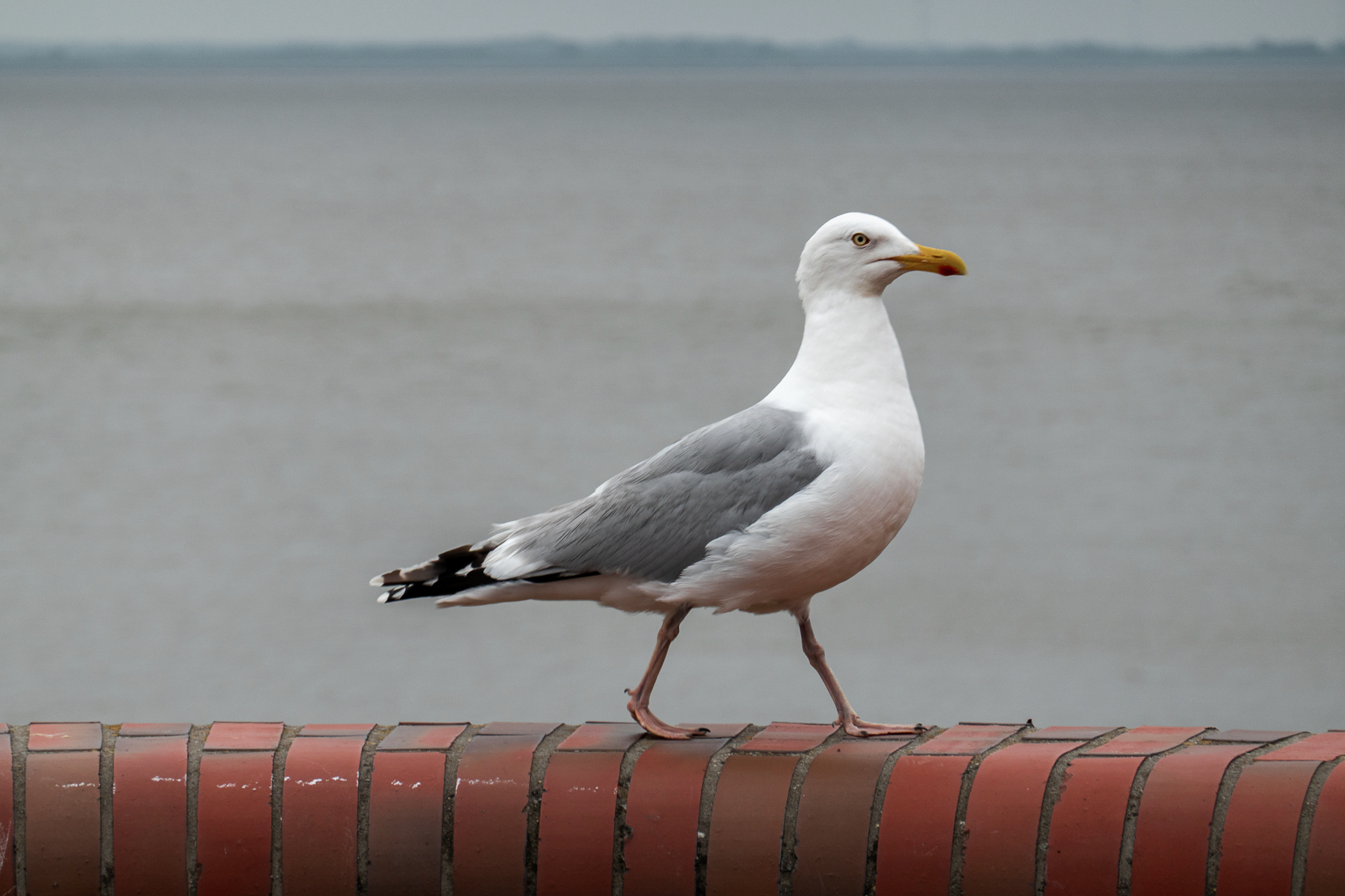 Schritt für Schritt