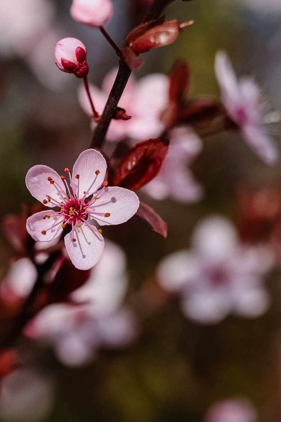 9. Mittwochsblümchen
