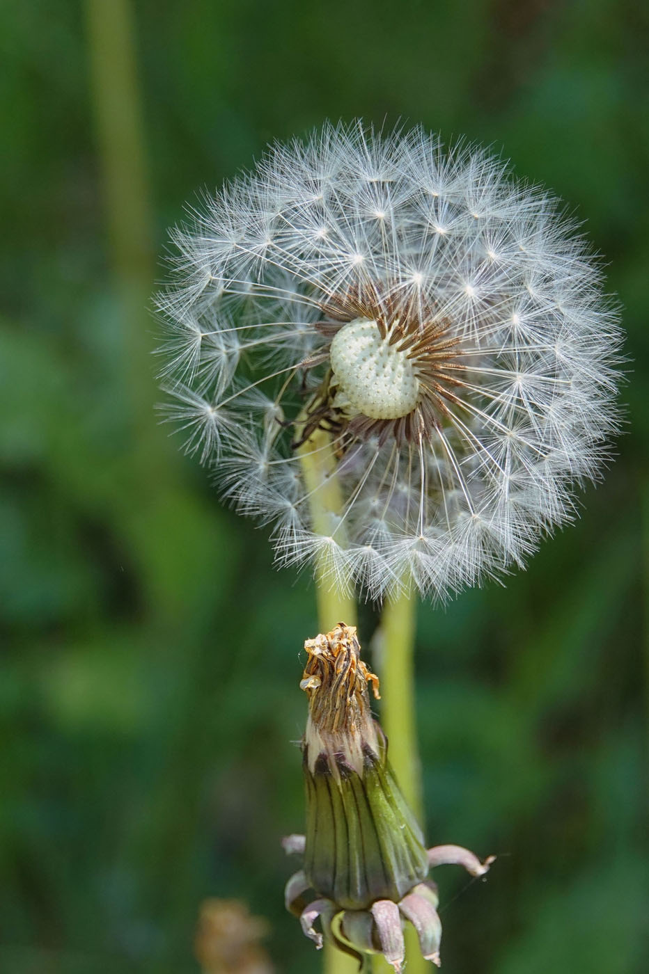 6. Mittwochsblümchen