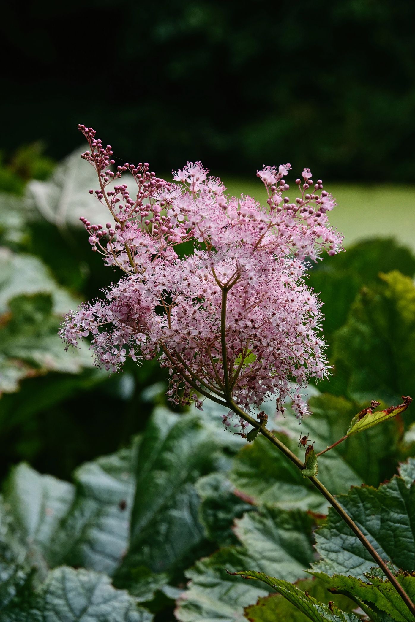 5. Mittwochsblümchen