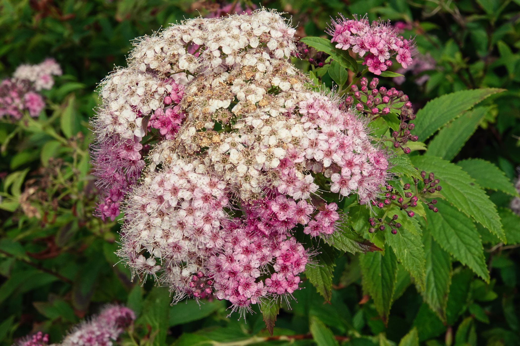 4. Mittwochsblümchen