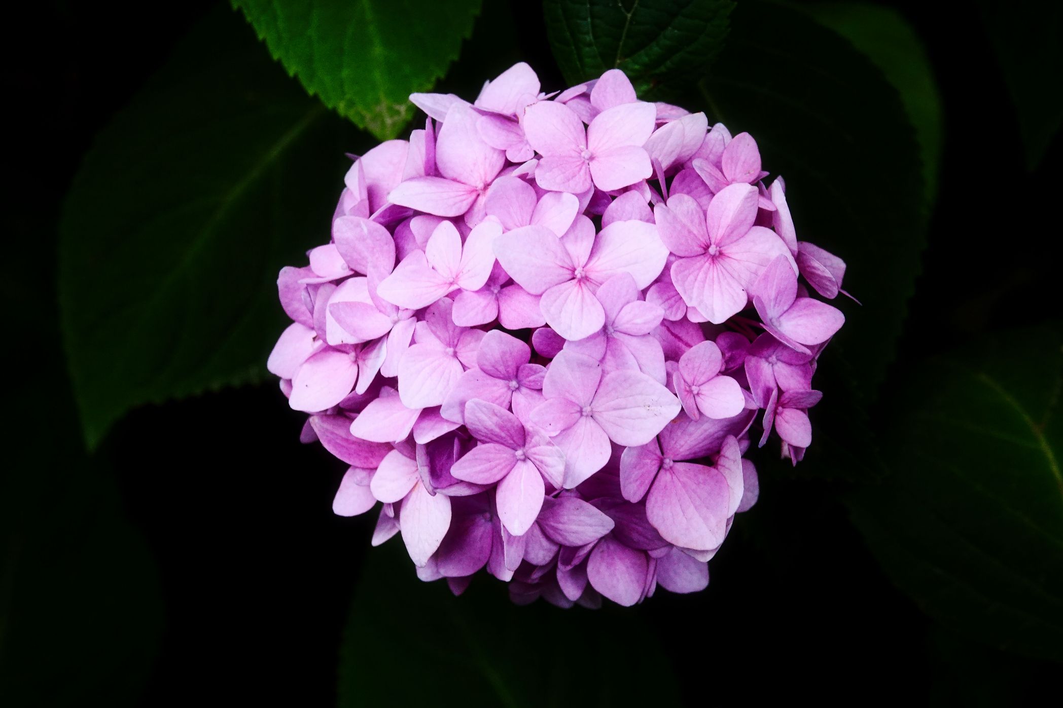 3. Mittwochsblümchen