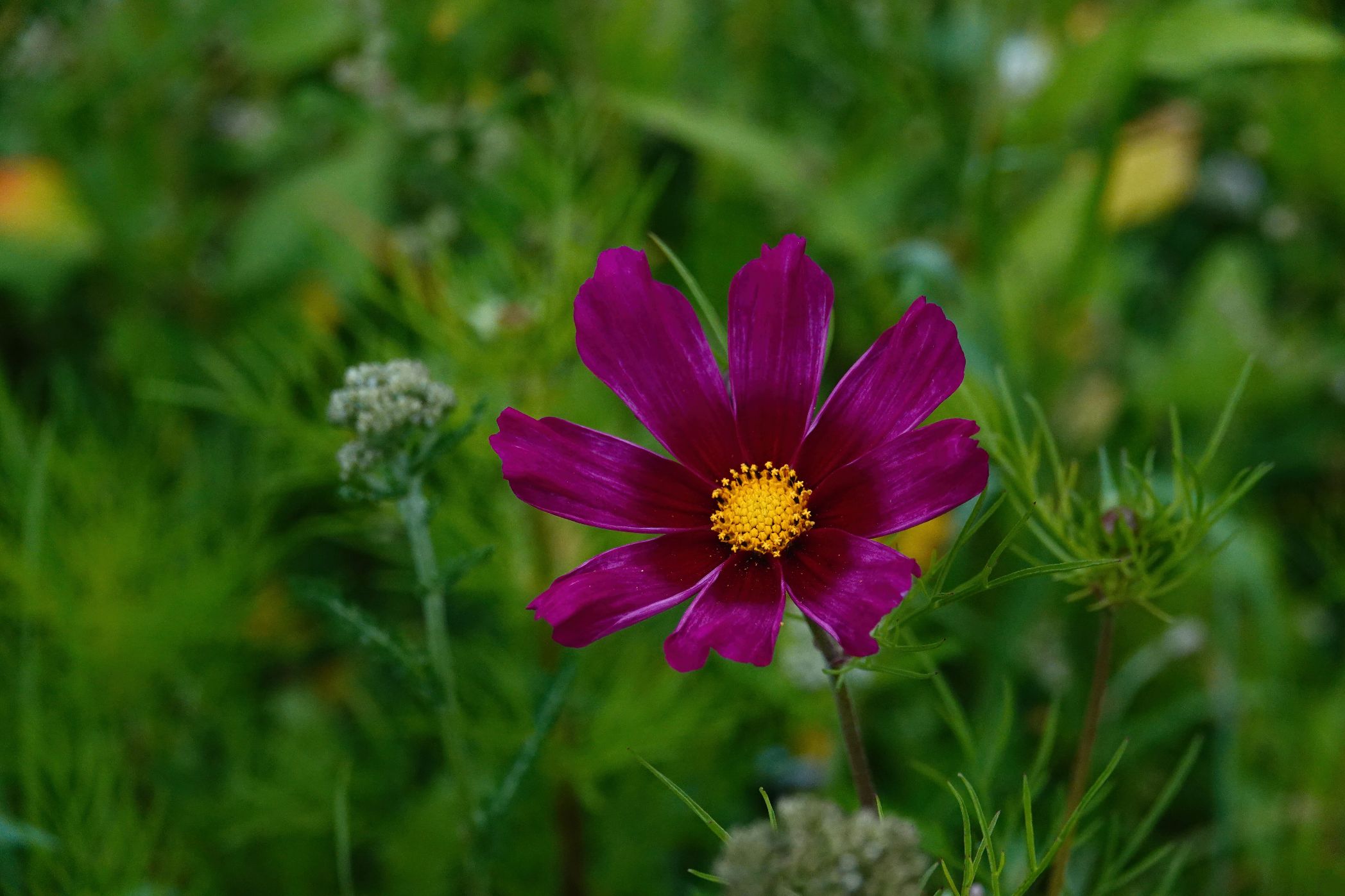 1. Mittwochsblümchen